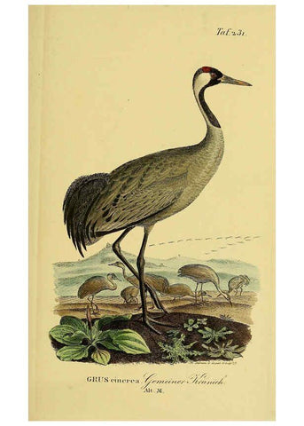 Reproducción/Reproduction 6059449192: Johann Andreas Naumann's ... Naturgeschichte der Vögel Deutschlands, nach einigen Erfahrungen entworfen. 13.T.Plates Leipzig :G. Fleischer,1820-1860