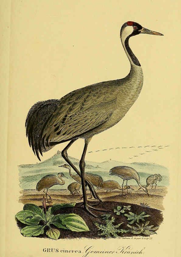 Reproducción/Reproduction 6059449192: Johann Andreas Naumann's ... Naturgeschichte der Vögel Deutschlands, nach einigen Erfahrungen entworfen. 13.T.Plates Leipzig :G. Fleischer,1820-1860