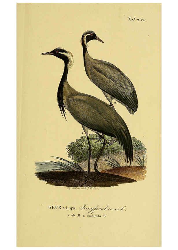 Reproducción/Reproduction 6059449496: Johann Andreas Naumann's ... Naturgeschichte der Vögel Deutschlands, nach einigen Erfahrungen entworfen. 13.T.Plates Leipzig :G. Fleischer,1820-1860