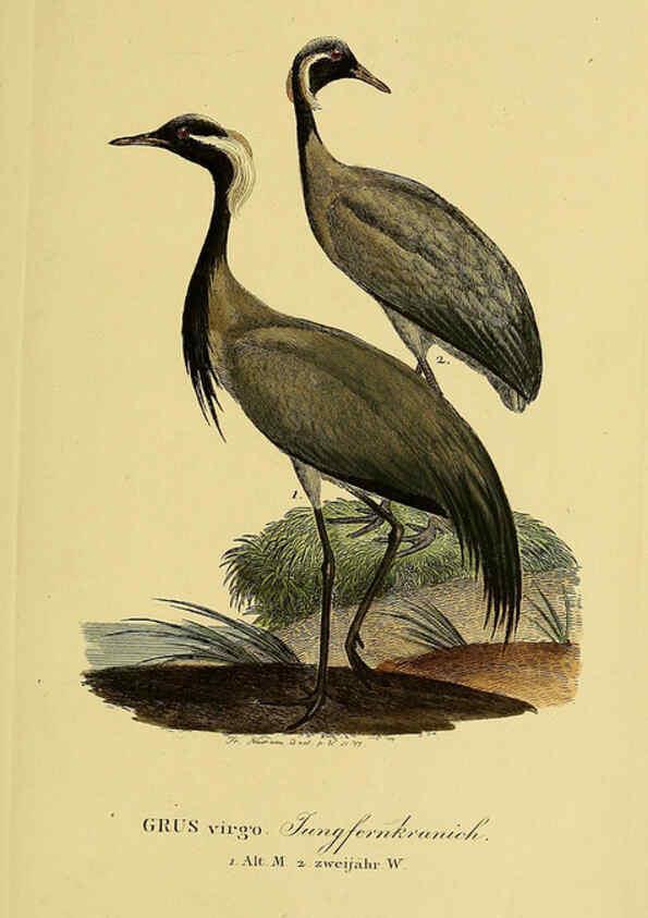 Reproducción/Reproduction 6059449496: Johann Andreas Naumann's ... Naturgeschichte der Vögel Deutschlands, nach einigen Erfahrungen entworfen. 13.T.Plates Leipzig :G. Fleischer,1820-1860