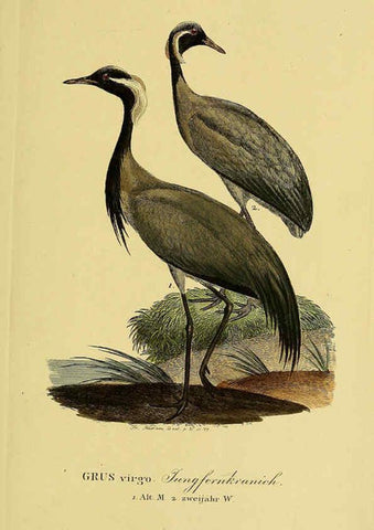 Reproducción/Reproduction 6059449496: Johann Andreas Naumann's ... Naturgeschichte der Vögel Deutschlands, nach einigen Erfahrungen entworfen. 13.T.Plates Leipzig :G. Fleischer,1820-1860