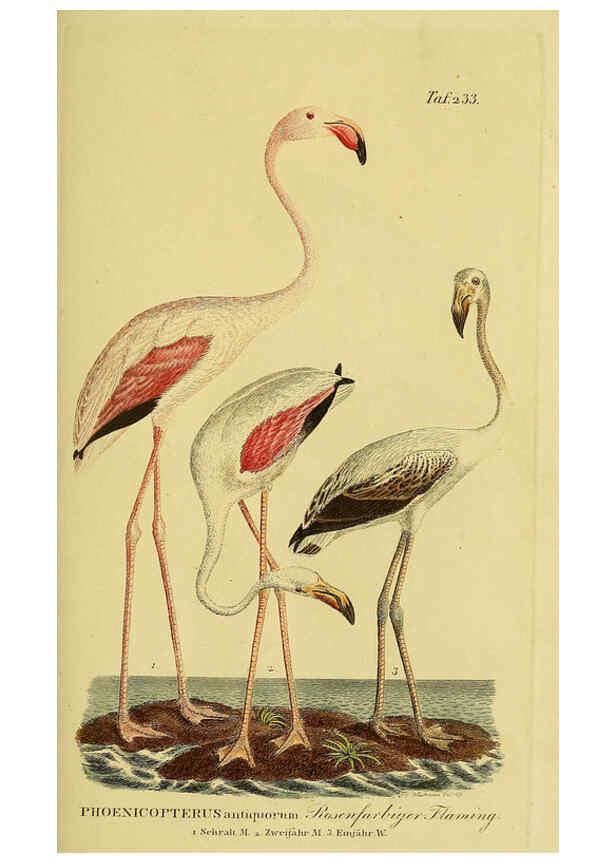 Reproducción/Reproduction 6059449698: Johann Andreas Naumann's ... Naturgeschichte der Vögel Deutschlands, nach einigen Erfahrungen entworfen. 13.T.Plates Leipzig :G. Fleischer,1820-1860