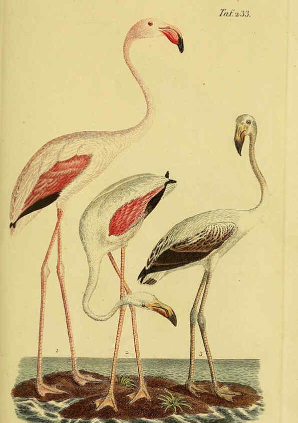 Reproducción/Reproduction 6059449698: Johann Andreas Naumann's ... Naturgeschichte der Vögel Deutschlands, nach einigen Erfahrungen entworfen. 13.T.Plates Leipzig :G. Fleischer,1820-1860