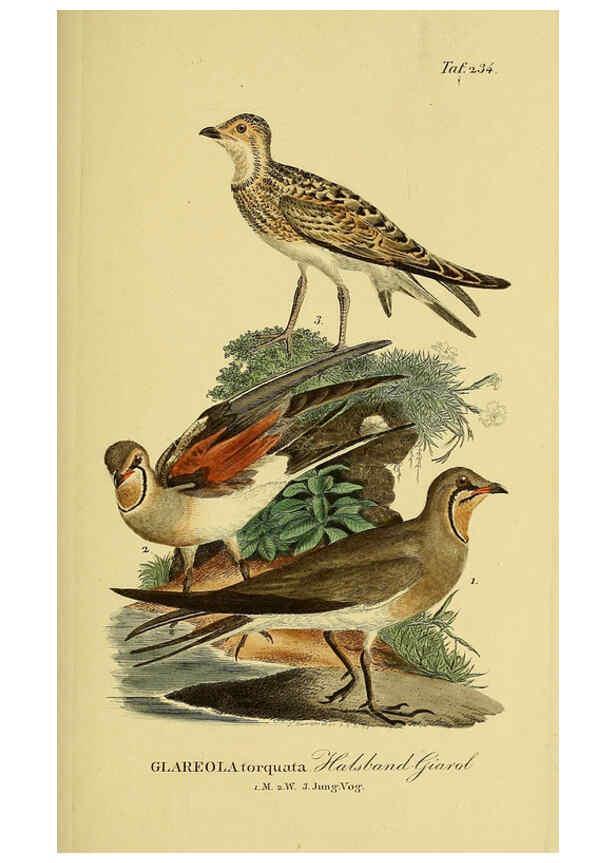 Reproducción/Reproduction 6058902357: Johann Andreas Naumann's ... Naturgeschichte der Vögel Deutschlands, nach einigen Erfahrungen entworfen. 13.T.Plates Leipzig :G. Fleischer,1820-1860