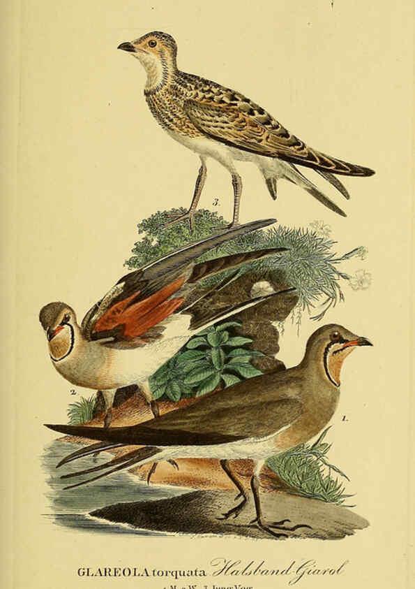 Reproducción/Reproduction 6058902357: Johann Andreas Naumann's ... Naturgeschichte der Vögel Deutschlands, nach einigen Erfahrungen entworfen. 13.T.Plates Leipzig :G. Fleischer,1820-1860