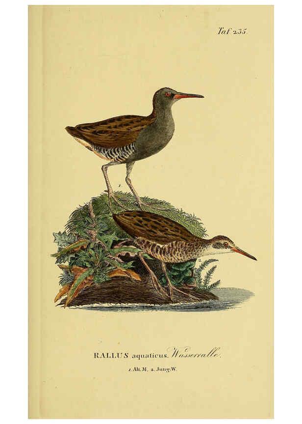 Reproducción/Reproduction 6058902823: Johann Andreas Naumann's ... Naturgeschichte der Vögel Deutschlands, nach einigen Erfahrungen entworfen. 13.T.Plates Leipzig :G. Fleischer,1820-1860