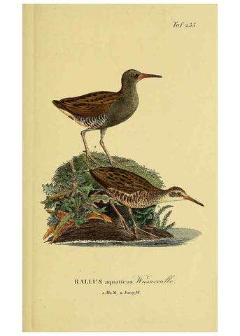 Reproducción/Reproduction 6058902823: Johann Andreas Naumann's ... Naturgeschichte der Vögel Deutschlands, nach einigen Erfahrungen entworfen. 13.T.Plates Leipzig :G. Fleischer,1820-1860