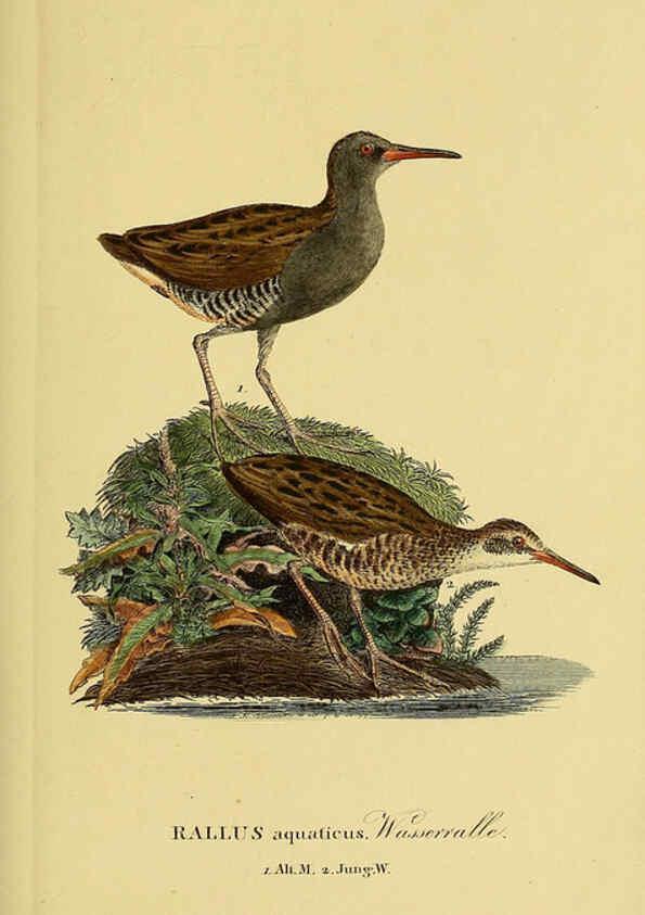 Reproducción/Reproduction 6058902823: Johann Andreas Naumann's ... Naturgeschichte der Vögel Deutschlands, nach einigen Erfahrungen entworfen. 13.T.Plates Leipzig :G. Fleischer,1820-1860