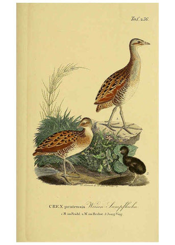 Reproducción/Reproduction 6059450748: Johann Andreas Naumann's ... Naturgeschichte der Vögel Deutschlands, nach einigen Erfahrungen entworfen. 13.T.Plates Leipzig :G. Fleischer,1820-1860