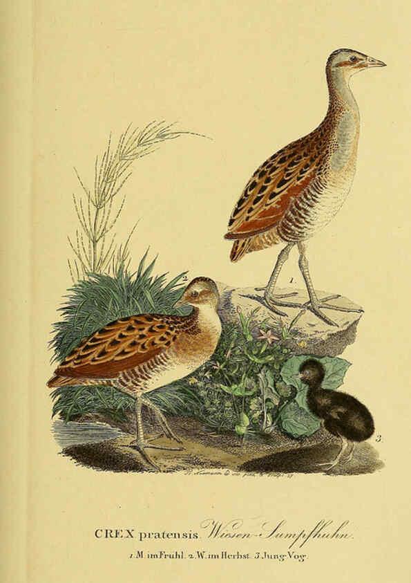 Reproducción/Reproduction 6059450748: Johann Andreas Naumann's ... Naturgeschichte der Vögel Deutschlands, nach einigen Erfahrungen entworfen. 13.T.Plates Leipzig :G. Fleischer,1820-1860