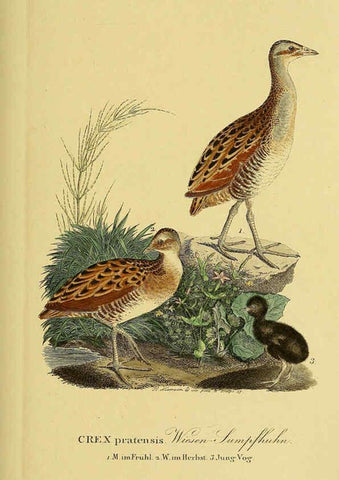 Reproducción/Reproduction 6059450748: Johann Andreas Naumann's ... Naturgeschichte der Vögel Deutschlands, nach einigen Erfahrungen entworfen. 13.T.Plates Leipzig :G. Fleischer,1820-1860
