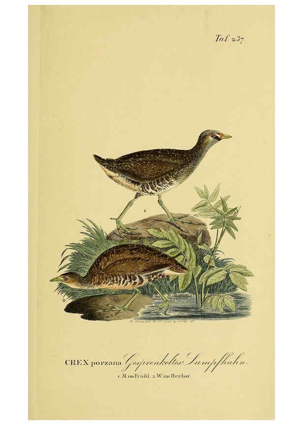 Reproducción/Reproduction 6059451128: Johann Andreas Naumann's ... Naturgeschichte der Vögel Deutschlands, nach einigen Erfahrungen entworfen. 13.T.Plates Leipzig :G. Fleischer,1820-1860