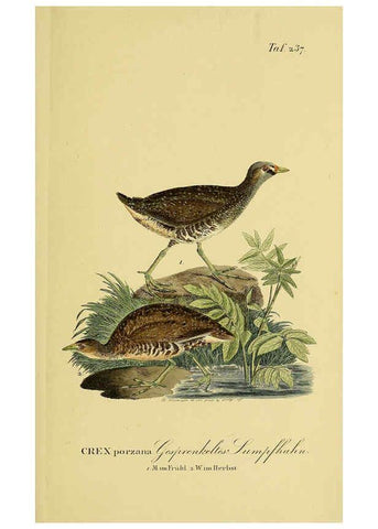 Reproducción/Reproduction 6059451128: Johann Andreas Naumann's ... Naturgeschichte der Vögel Deutschlands, nach einigen Erfahrungen entworfen. 13.T.Plates Leipzig :G. Fleischer,1820-1860
