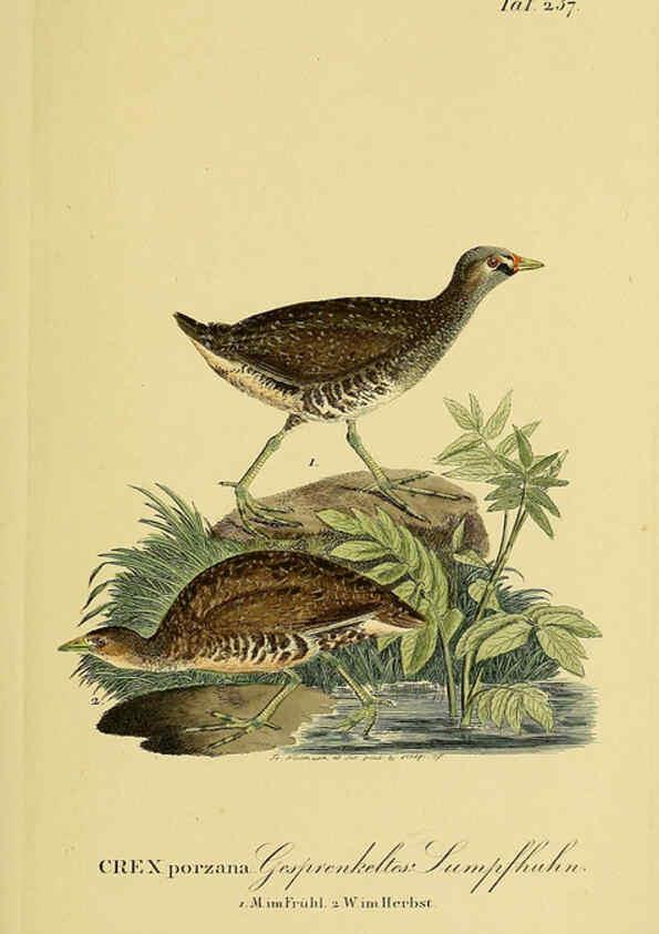 Reproducción/Reproduction 6059451128: Johann Andreas Naumann's ... Naturgeschichte der Vögel Deutschlands, nach einigen Erfahrungen entworfen. 13.T.Plates Leipzig :G. Fleischer,1820-1860