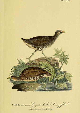 Reproducción/Reproduction 6059451128: Johann Andreas Naumann's ... Naturgeschichte der Vögel Deutschlands, nach einigen Erfahrungen entworfen. 13.T.Plates Leipzig :G. Fleischer,1820-1860