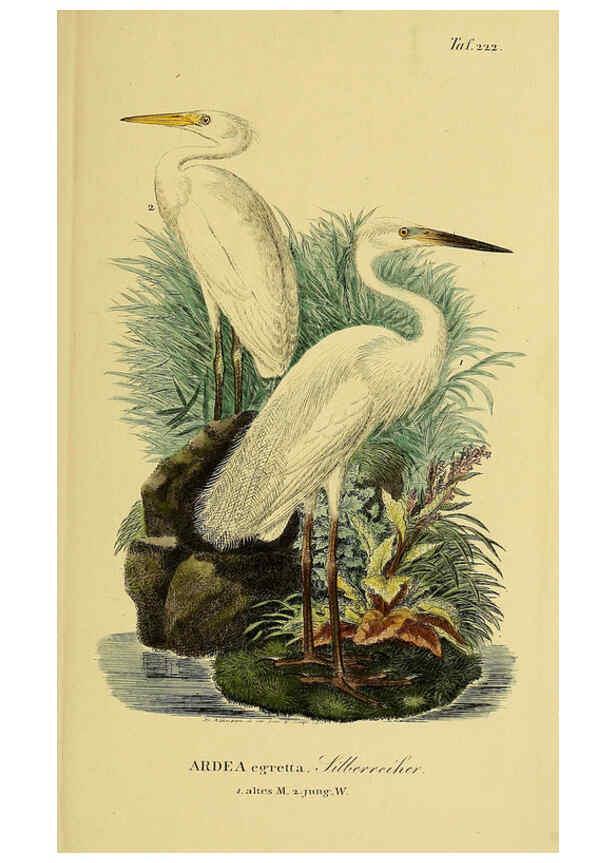 Reproducción/Reproduction 6059446046: Johann Andreas Naumann's ... Naturgeschichte der Vögel Deutschlands, nach einigen Erfahrungen entworfen. 13.T.Plates Leipzig :G. Fleischer,1820-1860
