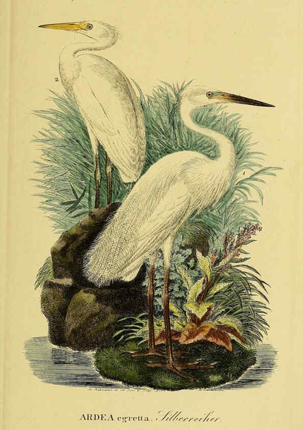 Reproducción/Reproduction 6059446046: Johann Andreas Naumann's ... Naturgeschichte der Vögel Deutschlands, nach einigen Erfahrungen entworfen. 13.T.Plates Leipzig :G. Fleischer,1820-1860