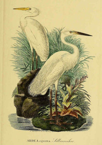 Reproducción/Reproduction 6059446046: Johann Andreas Naumann's ... Naturgeschichte der Vögel Deutschlands, nach einigen Erfahrungen entworfen. 13.T.Plates Leipzig :G. Fleischer,1820-1860