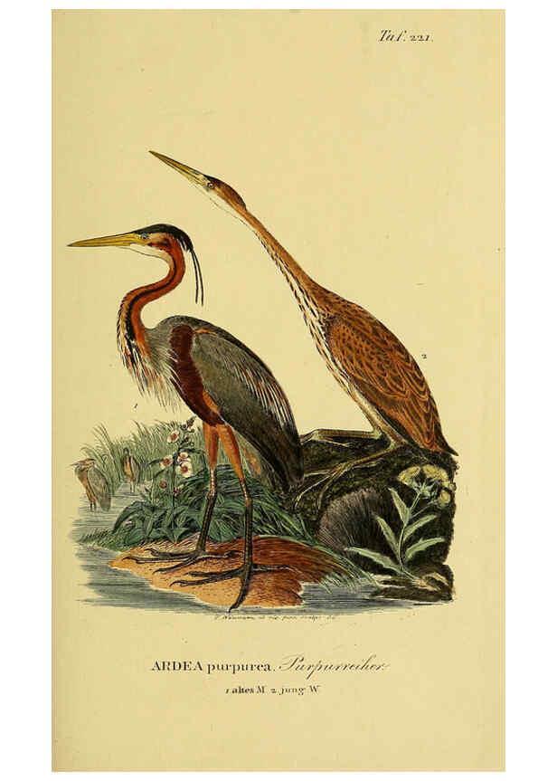 Reproducción/Reproduction 6058897975: Johann Andreas Naumann's ... Naturgeschichte der Vögel Deutschlands, nach einigen Erfahrungen entworfen. 13.T.Plates Leipzig :G. Fleischer,1820-1860