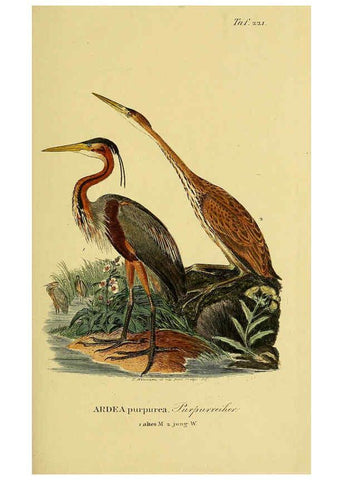 Reproducción/Reproduction 6058897975: Johann Andreas Naumann's ... Naturgeschichte der Vögel Deutschlands, nach einigen Erfahrungen entworfen. 13.T.Plates Leipzig :G. Fleischer,1820-1860