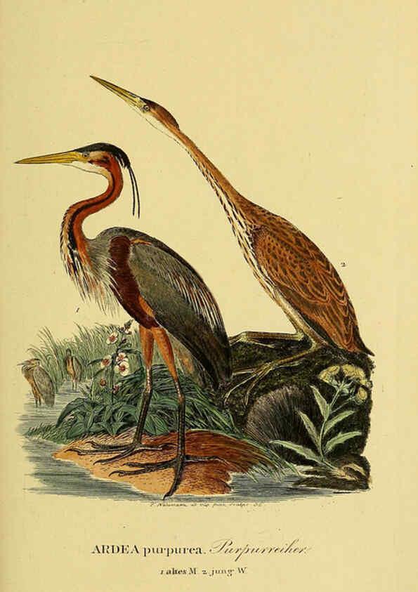 Reproducción/Reproduction 6058897975: Johann Andreas Naumann's ... Naturgeschichte der Vögel Deutschlands, nach einigen Erfahrungen entworfen. 13.T.Plates Leipzig :G. Fleischer,1820-1860