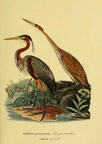 Reproducción/Reproduction 6058897975: Johann Andreas Naumann's ... Naturgeschichte der Vögel Deutschlands, nach einigen Erfahrungen entworfen. 13.T.Plates Leipzig :G. Fleischer,1820-1860