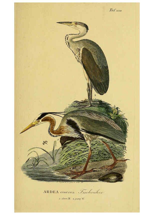 Reproducción/Reproduction 6059445100: Johann Andreas Naumann's ... Naturgeschichte der Vögel Deutschlands, nach einigen Erfahrungen entworfen. 13.T.Plates Leipzig :G. Fleischer,1820-1860