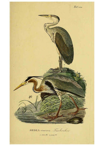 Reproducción/Reproduction 6059445100: Johann Andreas Naumann's ... Naturgeschichte der Vögel Deutschlands, nach einigen Erfahrungen entworfen. 13.T.Plates Leipzig :G. Fleischer,1820-1860