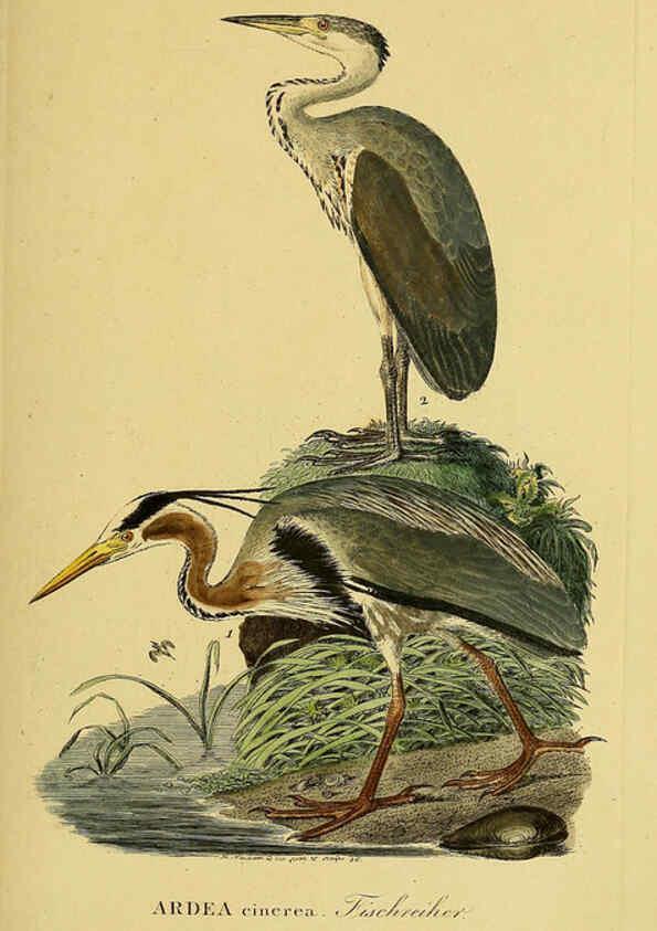 Reproducción/Reproduction 6059445100: Johann Andreas Naumann's ... Naturgeschichte der Vögel Deutschlands, nach einigen Erfahrungen entworfen. 13.T.Plates Leipzig :G. Fleischer,1820-1860