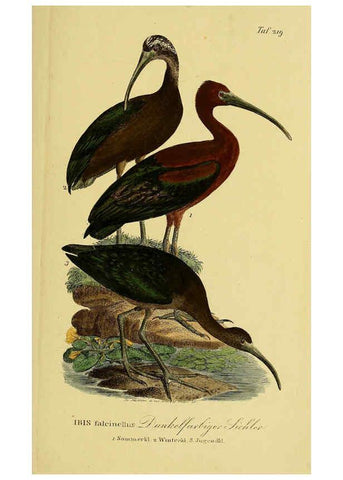 Reproducción/Reproduction 6058897329: Johann Andreas Naumann's ... Naturgeschichte der Vögel Deutschlands, nach einigen Erfahrungen entworfen. 13.T.Plates Leipzig :G. Fleischer,1820-1860