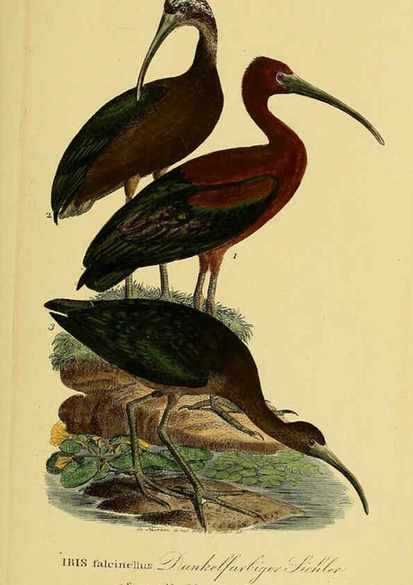 Reproducción/Reproduction 6058897329: Johann Andreas Naumann's ... Naturgeschichte der Vögel Deutschlands, nach einigen Erfahrungen entworfen. 13.T.Plates Leipzig :G. Fleischer,1820-1860