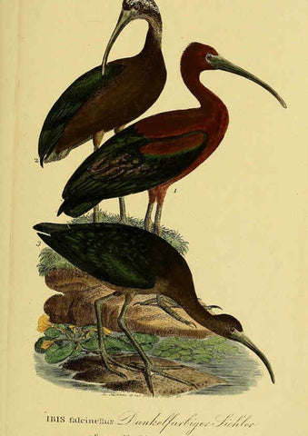 Reproducción/Reproduction 6058897329: Johann Andreas Naumann's ... Naturgeschichte der Vögel Deutschlands, nach einigen Erfahrungen entworfen. 13.T.Plates Leipzig :G. Fleischer,1820-1860