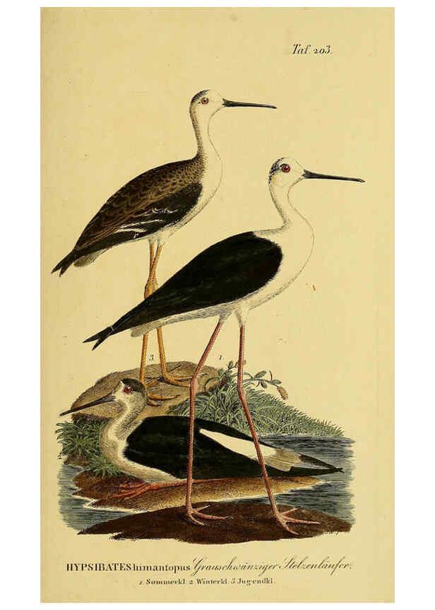Reproducción/Reproduction 6059439026: Johann Andreas Naumann's ... Naturgeschichte der Vögel Deutschlands, nach einigen Erfahrungen entworfen. 13.T.Plates Leipzig :G. Fleischer,1820-1860