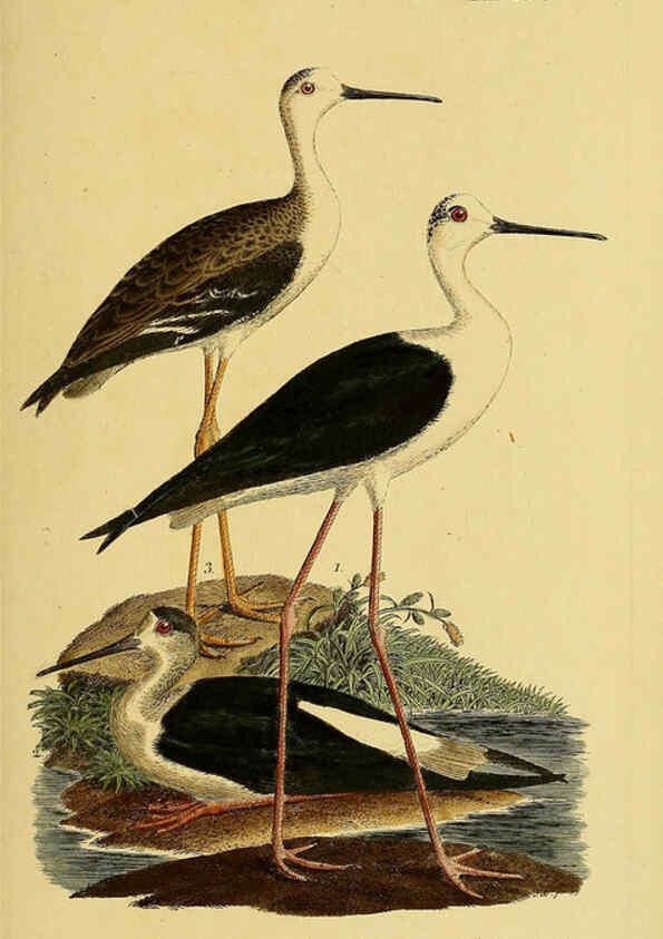 Reproducción/Reproduction 6059439026: Johann Andreas Naumann's ... Naturgeschichte der Vögel Deutschlands, nach einigen Erfahrungen entworfen. 13.T.Plates Leipzig :G. Fleischer,1820-1860