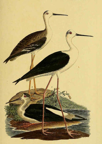 Reproducción/Reproduction 6059439026: Johann Andreas Naumann's ... Naturgeschichte der Vögel Deutschlands, nach einigen Erfahrungen entworfen. 13.T.Plates Leipzig :G. Fleischer,1820-1860