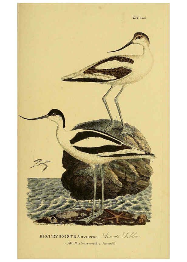 Reproducción/Reproduction 6058892253: Johann Andreas Naumann's ... Naturgeschichte der Vögel Deutschlands, nach einigen Erfahrungen entworfen. 13.T.Plates Leipzig :G. Fleischer,1820-1860