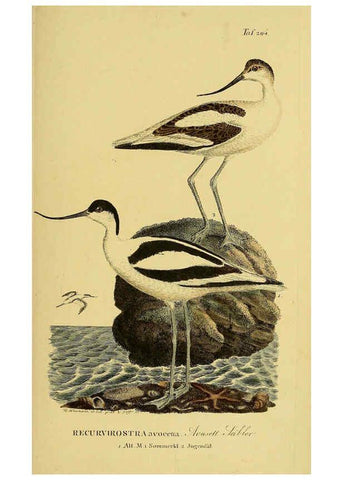 Reproducción/Reproduction 6058892253: Johann Andreas Naumann's ... Naturgeschichte der Vögel Deutschlands, nach einigen Erfahrungen entworfen. 13.T.Plates Leipzig :G. Fleischer,1820-1860