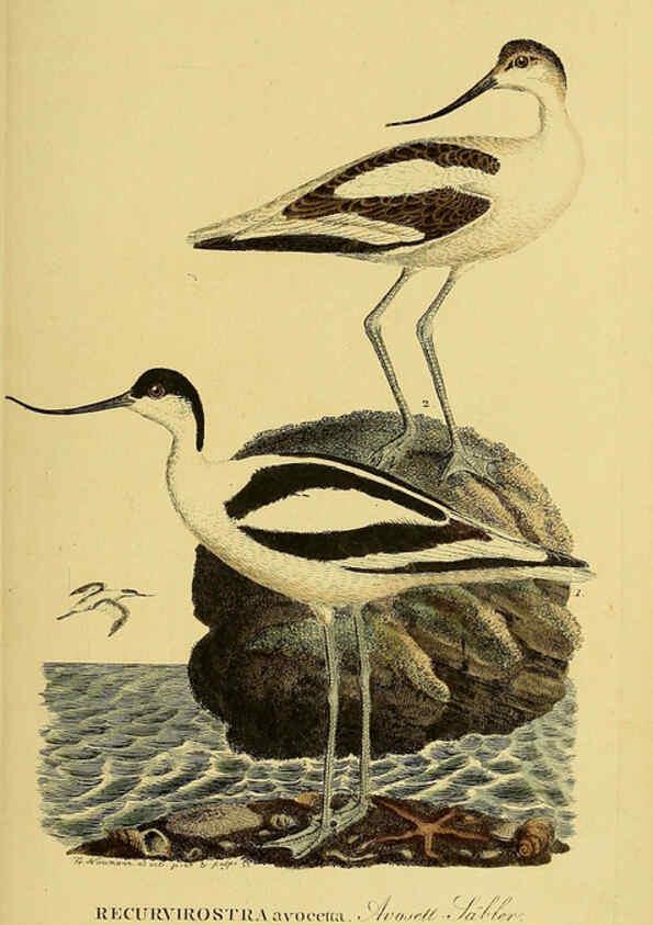 Reproducción/Reproduction 6058892253: Johann Andreas Naumann's ... Naturgeschichte der Vögel Deutschlands, nach einigen Erfahrungen entworfen. 13.T.Plates Leipzig :G. Fleischer,1820-1860
