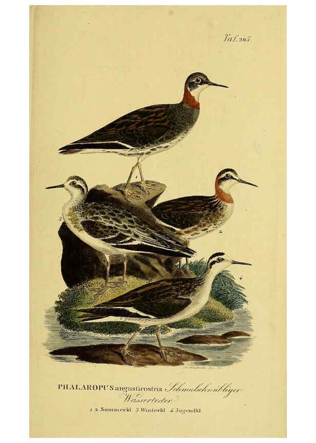 Reproducción/Reproduction 6058892541: Johann Andreas Naumann's ... Naturgeschichte der Vögel Deutschlands, nach einigen Erfahrungen entworfen. 13.T.Plates Leipzig :G. Fleischer,1820-1860