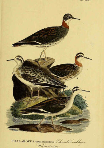 Reproducción/Reproduction 6058892541: Johann Andreas Naumann's ... Naturgeschichte der Vögel Deutschlands, nach einigen Erfahrungen entworfen. 13.T.Plates Leipzig :G. Fleischer,1820-1860