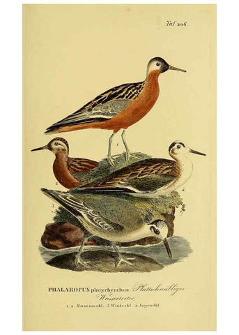 Reproducción/Reproduction 6058892807: Johann Andreas Naumann's ... Naturgeschichte der Vögel Deutschlands, nach einigen Erfahrungen entworfen. 13.T.Plates Leipzig :G. Fleischer,1820-1860