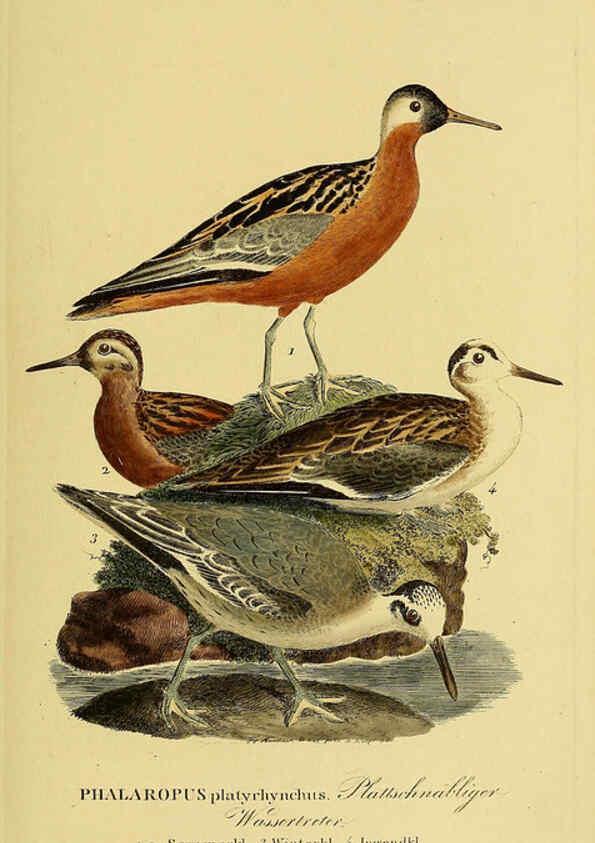 Reproducción/Reproduction 6058892807: Johann Andreas Naumann's ... Naturgeschichte der Vögel Deutschlands, nach einigen Erfahrungen entworfen. 13.T.Plates Leipzig :G. Fleischer,1820-1860