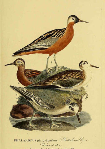 Reproducción/Reproduction 6058892807: Johann Andreas Naumann's ... Naturgeschichte der Vögel Deutschlands, nach einigen Erfahrungen entworfen. 13.T.Plates Leipzig :G. Fleischer,1820-1860