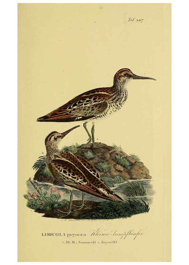 Reproducción/Reproduction 6059440656: Johann Andreas Naumann's ... Naturgeschichte der Vögel Deutschlands, nach einigen Erfahrungen entworfen. 13.T.Plates Leipzig :G. Fleischer,1820-1860