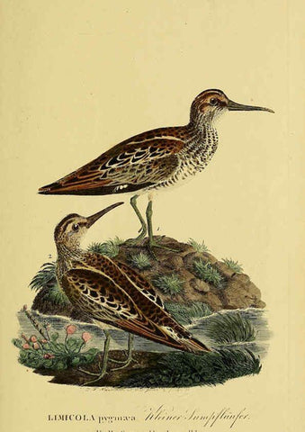 Reproducción/Reproduction 6059440656: Johann Andreas Naumann's ... Naturgeschichte der Vögel Deutschlands, nach einigen Erfahrungen entworfen. 13.T.Plates Leipzig :G. Fleischer,1820-1860