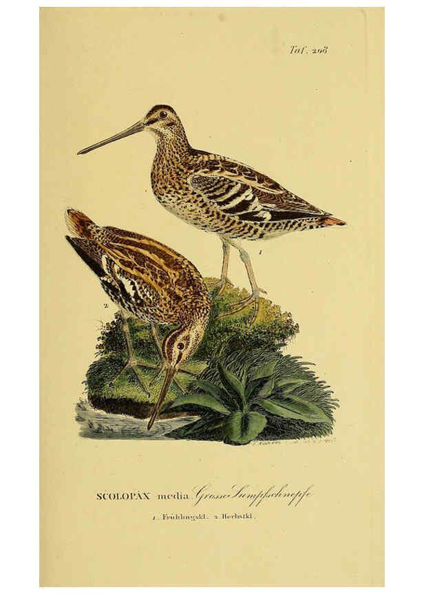 Reproducción/Reproduction 6059440978: Johann Andreas Naumann's ... Naturgeschichte der Vögel Deutschlands, nach einigen Erfahrungen entworfen. 13.T.Plates Leipzig :G. Fleischer,1820-1860