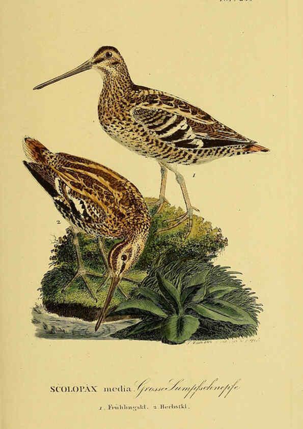 Reproducción/Reproduction 6059440978: Johann Andreas Naumann's ... Naturgeschichte der Vögel Deutschlands, nach einigen Erfahrungen entworfen. 13.T.Plates Leipzig :G. Fleischer,1820-1860