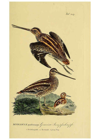 Reproducción/Reproduction 6059441240: Johann Andreas Naumann's ... Naturgeschichte der Vögel Deutschlands, nach einigen Erfahrungen entworfen. 13.T.Plates Leipzig :G. Fleischer,1820-1860