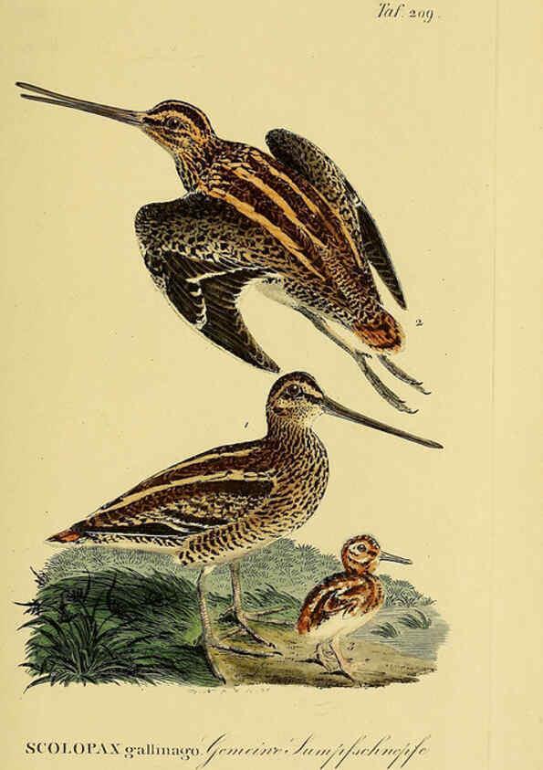 Reproducción/Reproduction 6059441240: Johann Andreas Naumann's ... Naturgeschichte der Vögel Deutschlands, nach einigen Erfahrungen entworfen. 13.T.Plates Leipzig :G. Fleischer,1820-1860