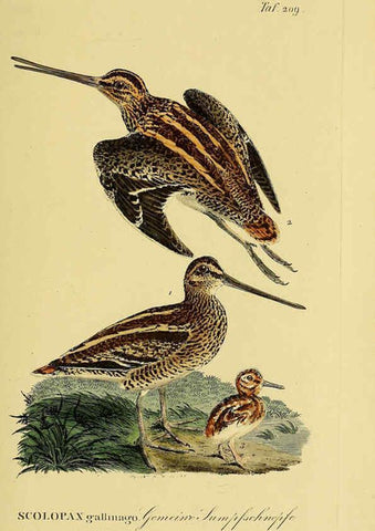 Reproducción/Reproduction 6059441240: Johann Andreas Naumann's ... Naturgeschichte der Vögel Deutschlands, nach einigen Erfahrungen entworfen. 13.T.Plates Leipzig :G. Fleischer,1820-1860